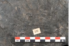 Foto (Detailansicht) von Acrostichopteris lunzensis Ettingshausen (NHMW-GEO-2024-0188-10524)